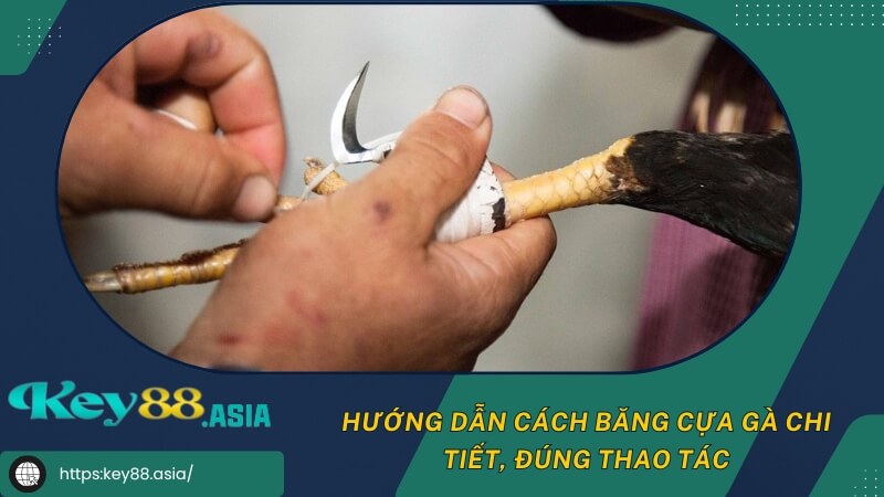 Hướng dẫn cách băng cựa gà chi tiết, đúng thao tác Hướng dẫn cách băng cựa gà chi tiết, đúng thao tác