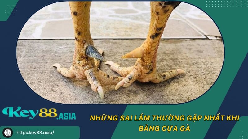 Những sai lầm thường gặp nhất khi băng cựa gà Những sai lầm thường gặp nhất khi băng cựa gà