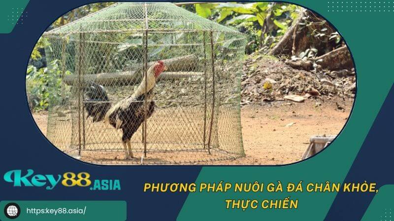 Phương pháp nuôi gà đá chân khỏe, thực chiến Phương pháp nuôi gà đá chân khỏe, thực chiến