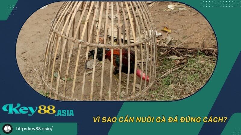 Vì sao cần nuôi gà đá đúng cách? Vì sao cần nuôi gà đá đúng cách?