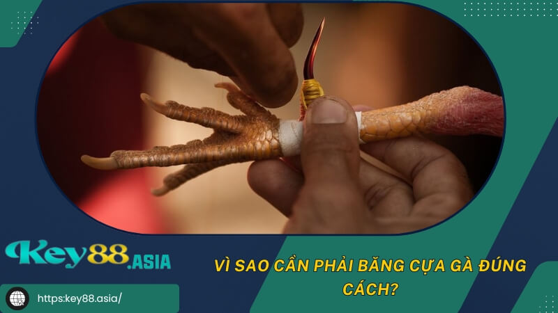 Vì sao cần phải băng cựa gà đúng cách? Vì sao cần phải băng cựa gà đúng cách?