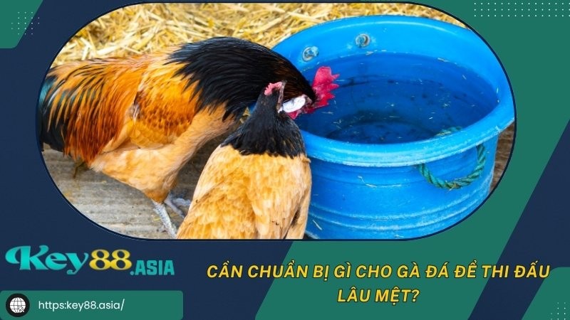Cách hạn chế tốt việc tình trạng gà đá nhanh mệt Cách hạn chế tốt việc tình trạng gà đá nhanh mệt