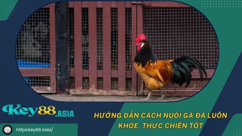 Hướng dẫn cách nuôi gà đá luôn khỏe, thực chiến tốt Hướng dẫn cách nuôi gà đá luôn khỏe, thực chiến tốt