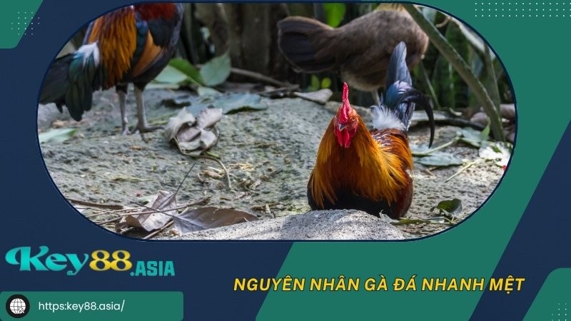 Nguyên nhân gà đá nhanh mệt Nguyên nhân gà đá nhanh mệt